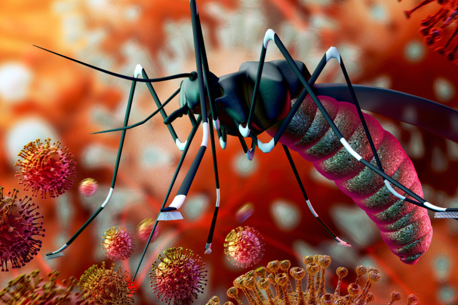 vetor do zika virus