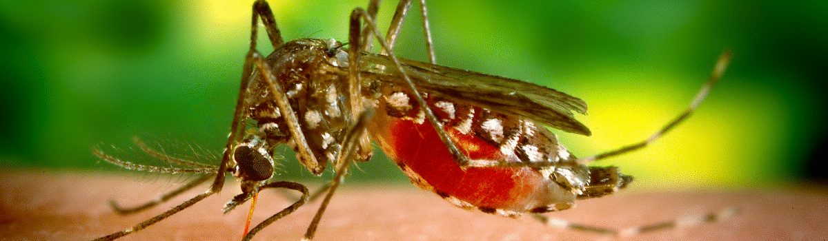 dengue antigeno ns1