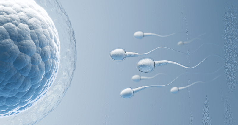 Fertilização do óvulo por espermatozoides, processo associado à função do hormônio anti mülleriano na reserva ovariana e fertilidade feminina.