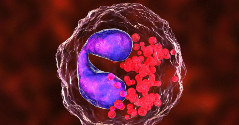 Eosinófilos Altos: Principais Causas E Quando Se Preocupar Eosinófilo em figura ilustrativa. Texto explicativo sobre as causas de eosinófilos altos.