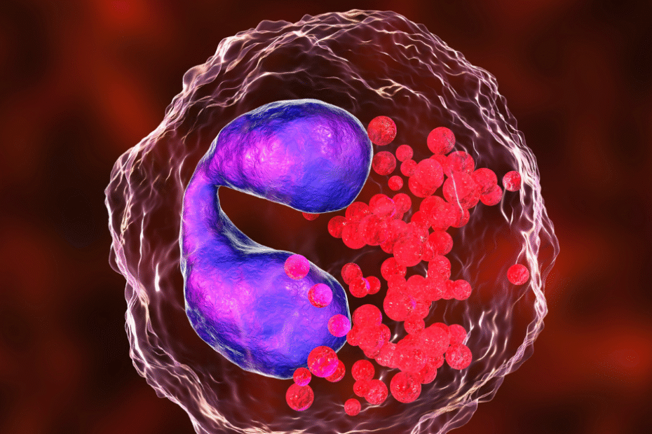 Eosinófilo em figura ilustrativa. Texto explicativo sobre as causas de eosinófilos altos.