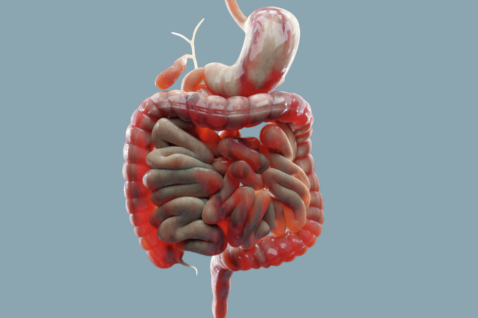 Imagem ilustrativa do exame CA 19-9 com destaque para intestino