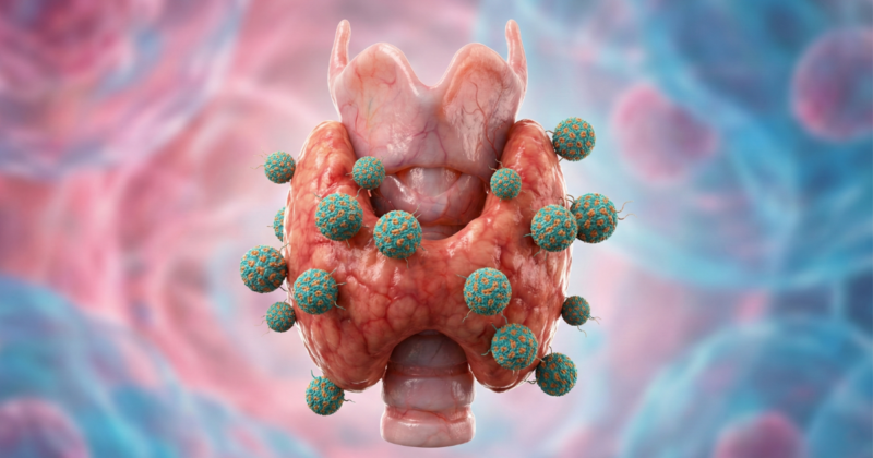 Exame Anti TRAb: Para Que Serve, Quando Fazer e Como Interpretar Ilustração da tireoide com anticorpos relacionados ao exame anti TRAb