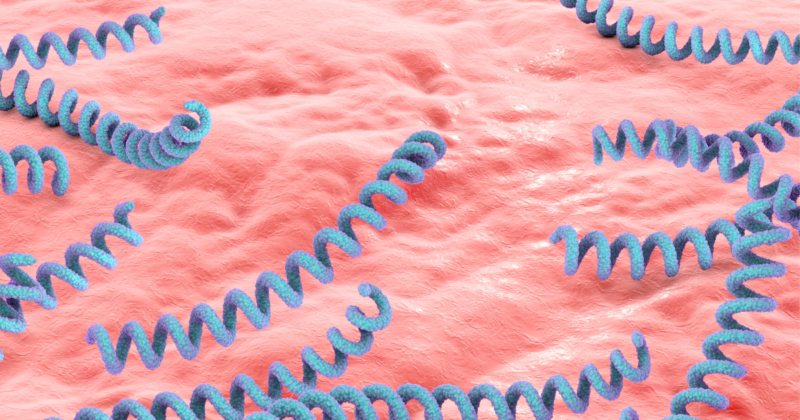 Ilustração da bactéria Treponema pallidum causadora da sífilis e do cancro duro