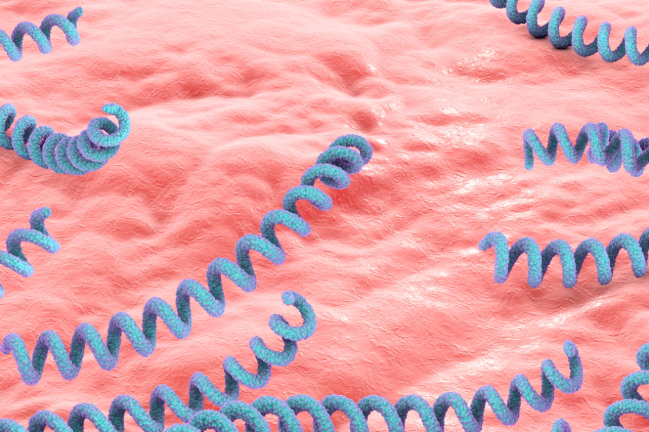 Ilustração da bactéria Treponema pallidum causadora da sífilis e do cancro duro