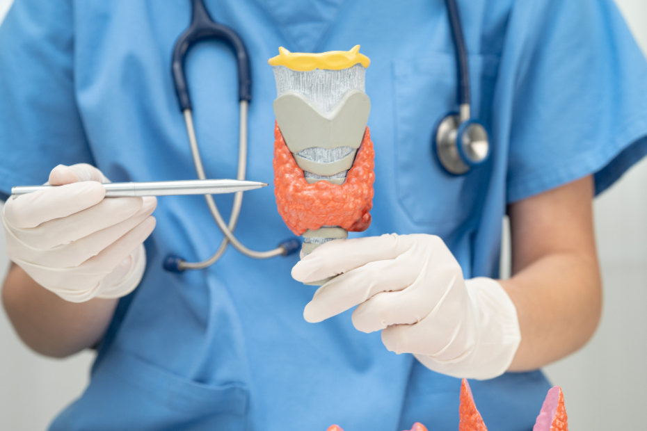 exame calcitonina – modelo anatômico da tireoide sendo avaliado por profissional de saúde
