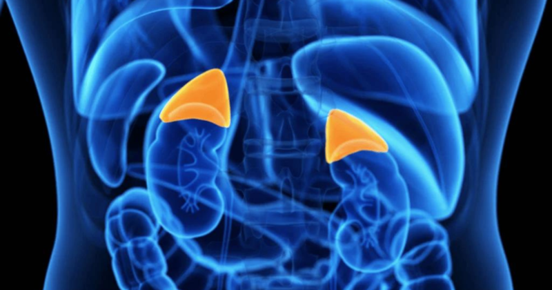 Exame ACTH alterado: o que significa, quando se preocupar e como interpretar exame acth e glândulas suprarrenais ilustração do sistema hormonal