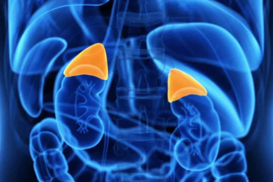 exame acth e glândulas suprarrenais ilustração do sistema hormonal