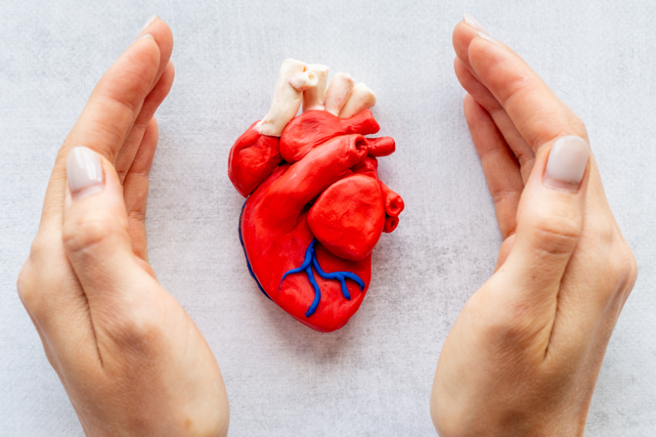 imagem sobre ApoB alta e risco cardiovascular com coração anatômico protegido pelas mãos